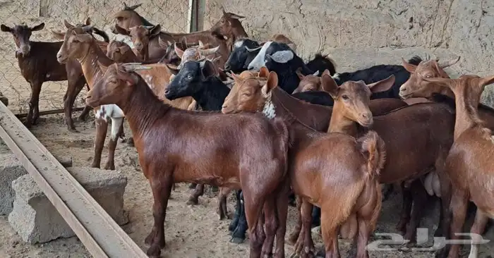 ذبايح مزرعة مرابي عسير 17