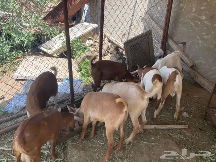 ذبايح مزرعة مرابي عسير 7