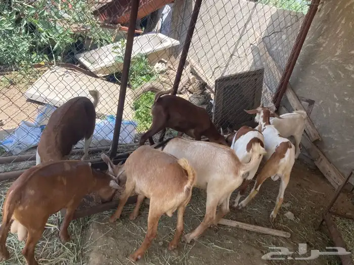 ذبايح مزرعة مرابي عسير 9