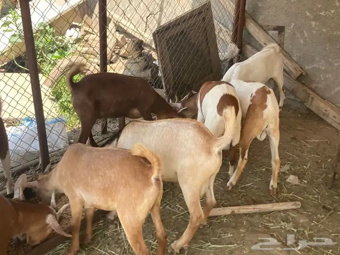 ذبايح مزرعة مرابي عسير 3