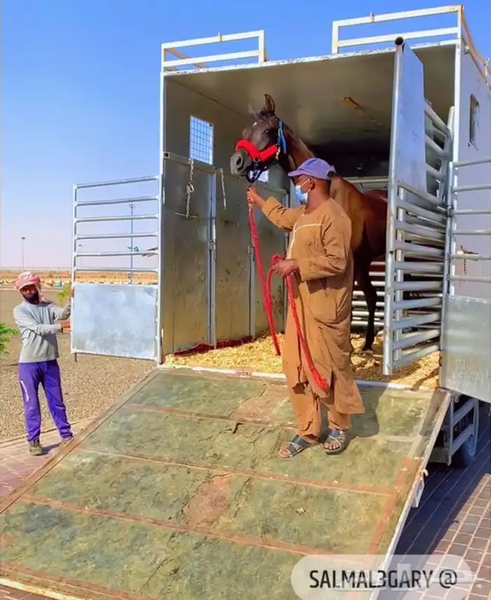 ديانه عربة نقل خيل 0