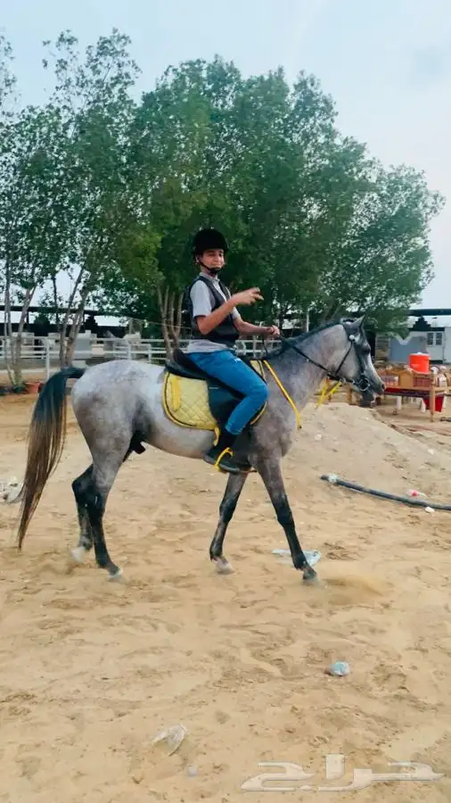 مربط نوادر الخيل QB (صامطه) 4