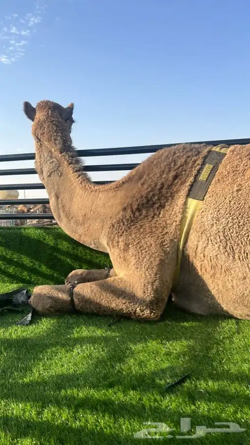 راس تريله للسحب ودنه هيدروليك للنقل العام 1