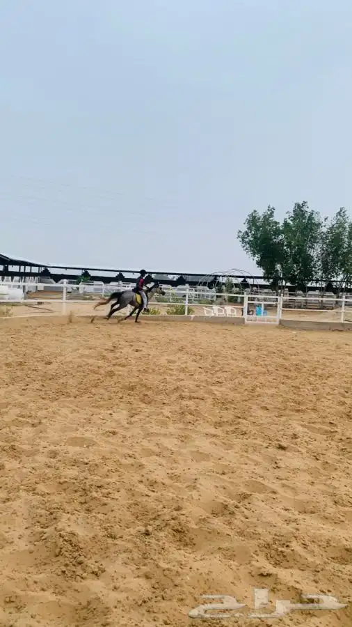 مربط نوادر الخيل QB (صامطه) 9