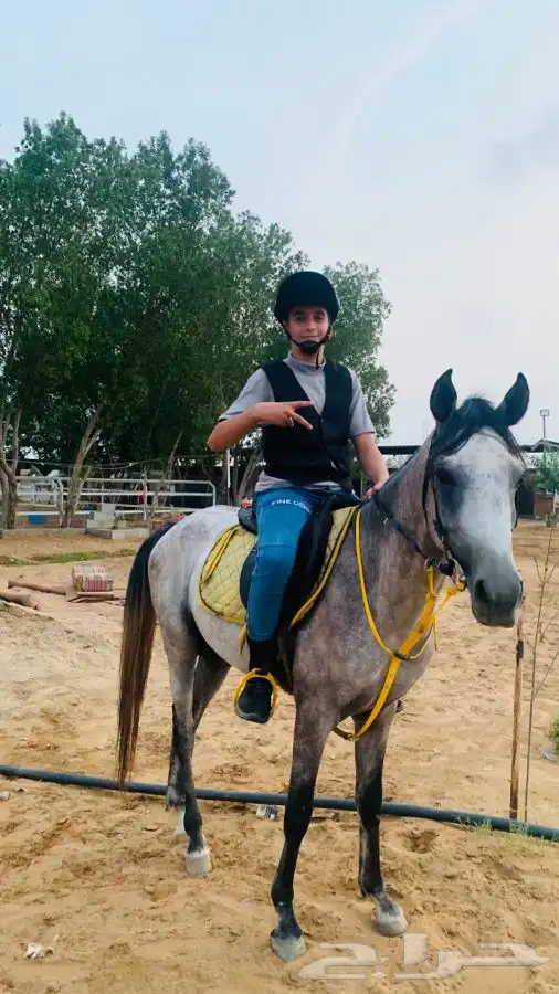 مربط نوادر الخيل QB (صامطه) 1