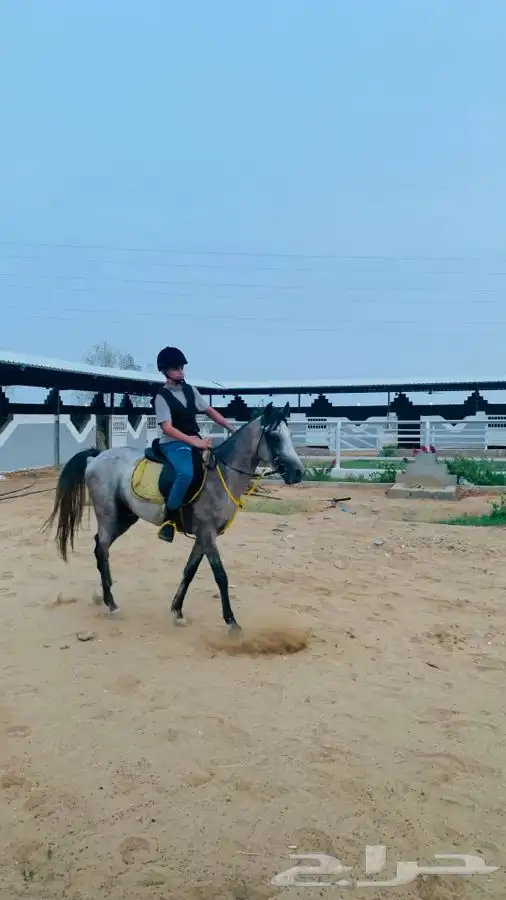 مربط نوادر الخيل QB (صامطه) 6
