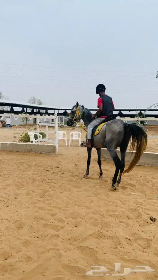 مربط نوادر الخيل QB (صامطه) 8