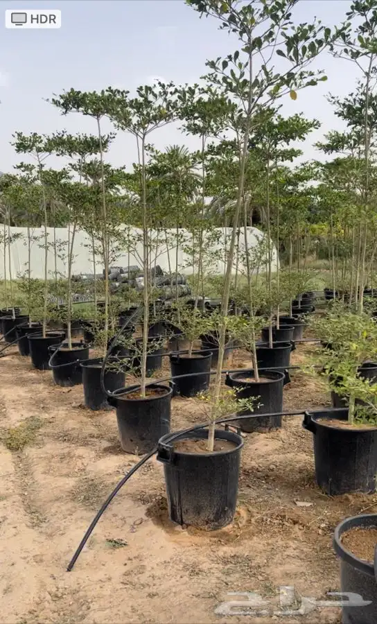 اشجار للبيع ونخيل واشنطونياء وحلفاء الموقع مدينة الرياض 13