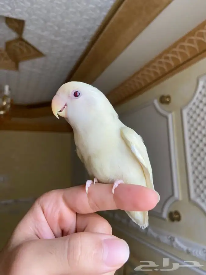 فرخ روز مفطوم 1