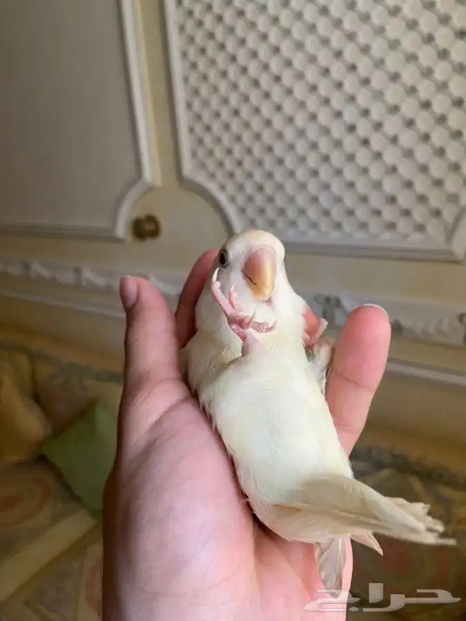 فرخ روز مفطوم 3