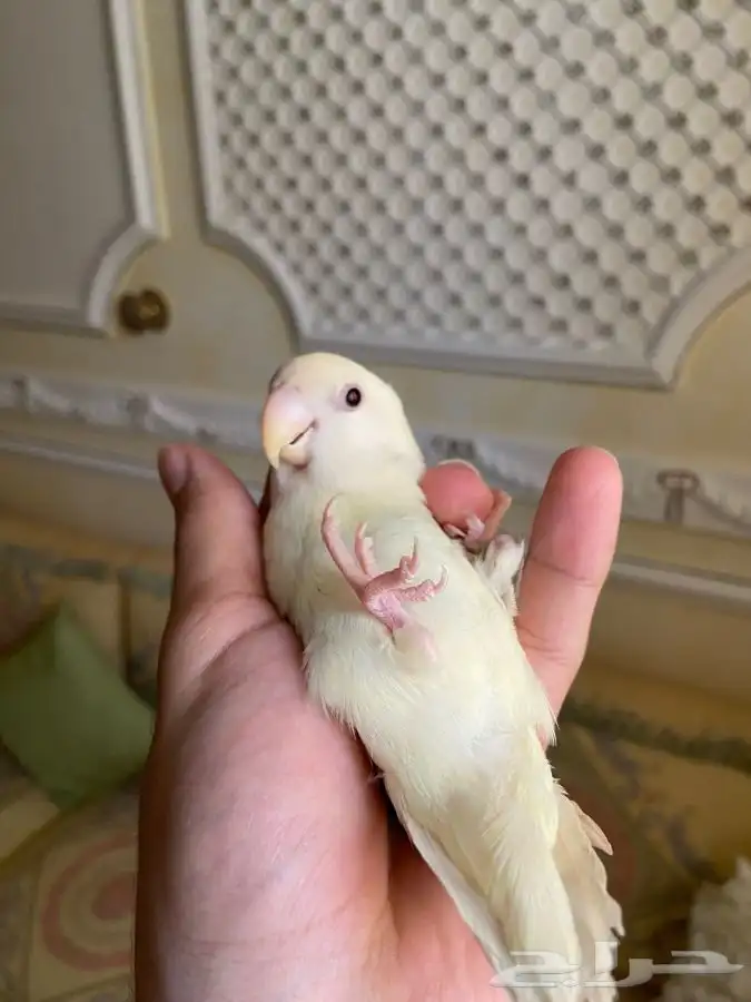 فرخ روز مفطوم 2