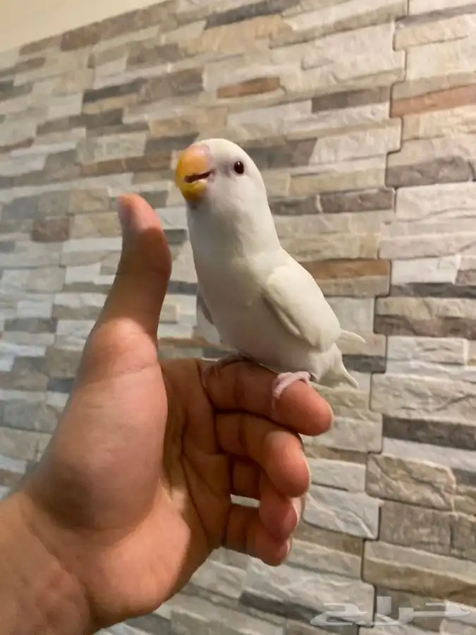 فرخ روز البينو 2