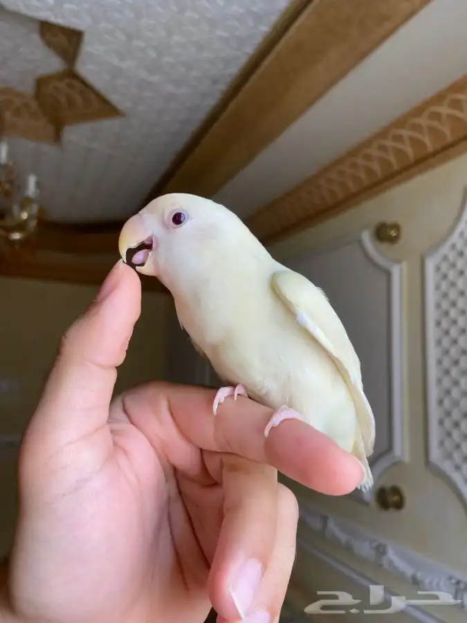 فرخ روز مفطوم 0