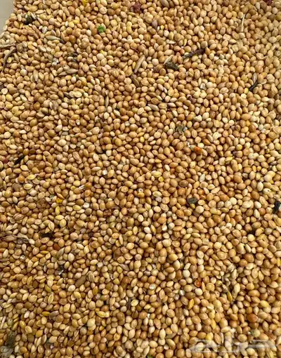 حب دخن سادة اوكراني للطيور و الببغاوات الصغيرة 0