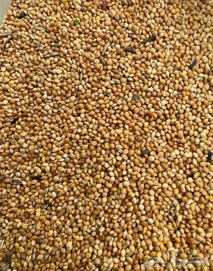 حب دخن سادة اوكراني للطيور و الببغاوات الصغيرة 0