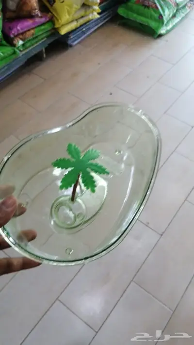سلاحف برية وبرمائية وسمك فايتر محل نوادر 5