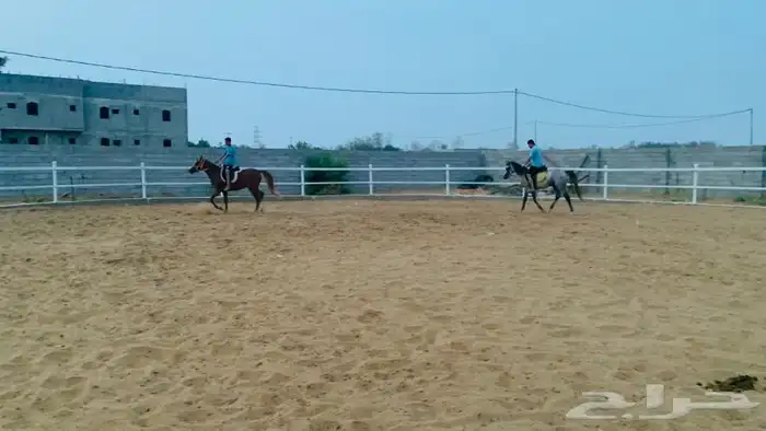 مربط نوادر الخيل QB (صامطه) 11