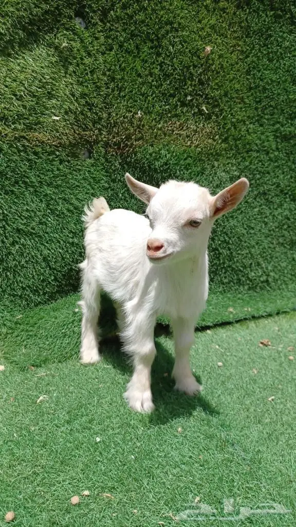 متجر الماعز القزم الصغير 8
