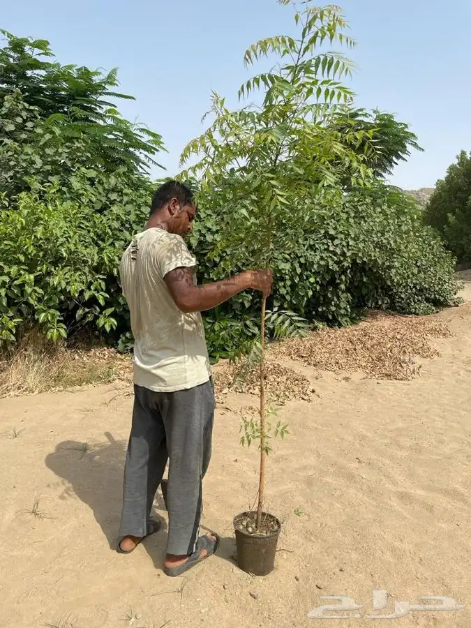 مشاتل بيع جملة 2