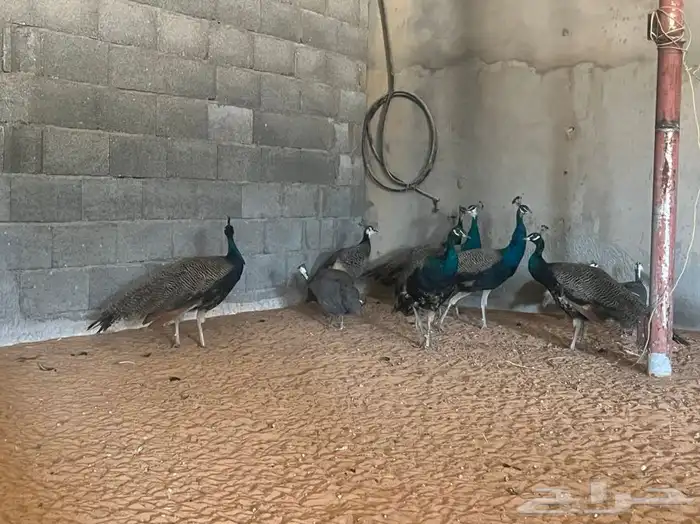 للبيع طقم طاووس أزرق هندي بياض 8