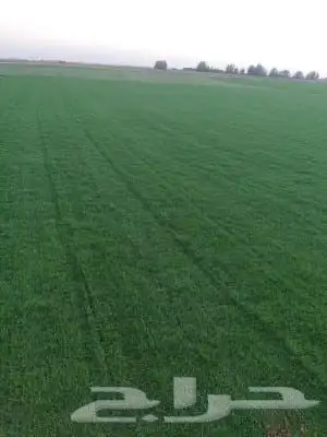 مستلزمات بيوت محمية 8