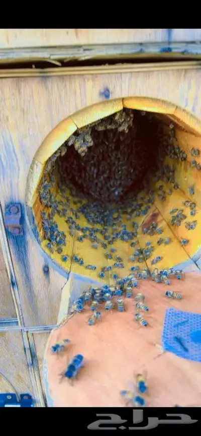 عسل جبلي بلدي من منحلي شخصي ا صافي من التغذيه شرط 2