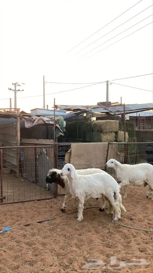 خرفان للبيع 4