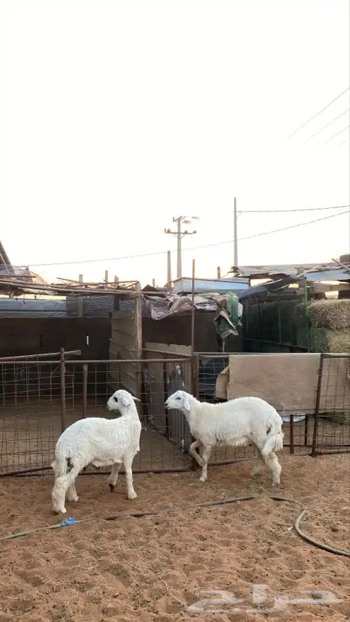 خرفان للبيع 5
