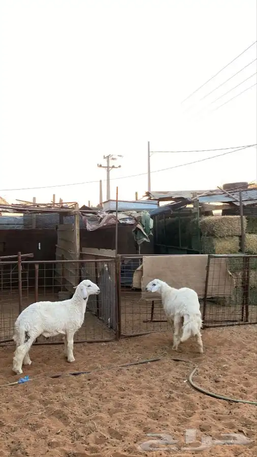 خرفان للبيع 1