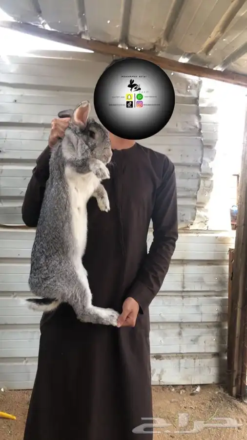 انثى ارانب فلاندر تم البيع 0