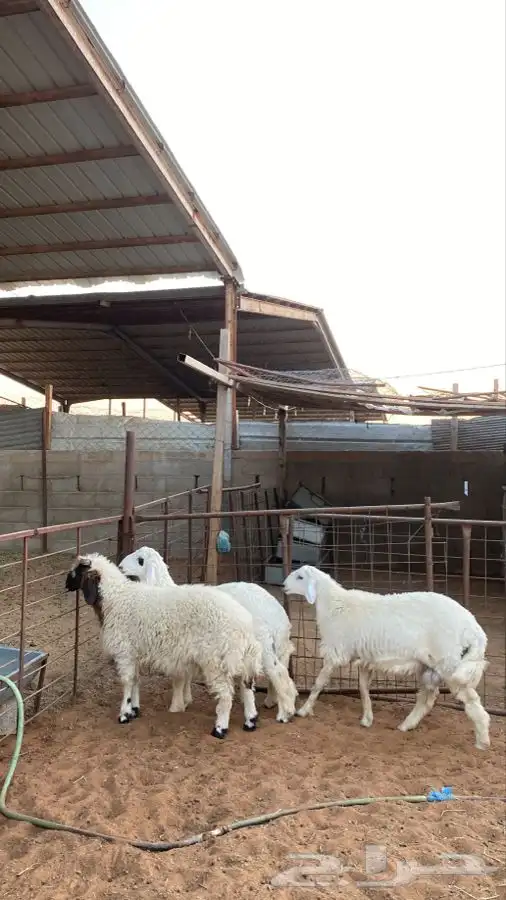 خرفان للبيع 2