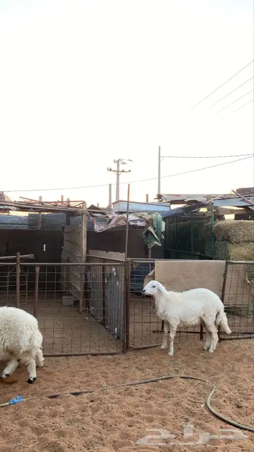 خرفان للبيع 3