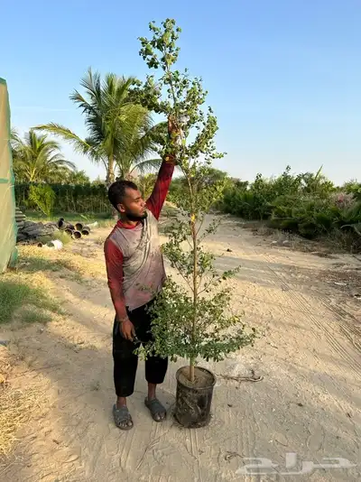 مشاتل جدة بيع فقط جملة 5