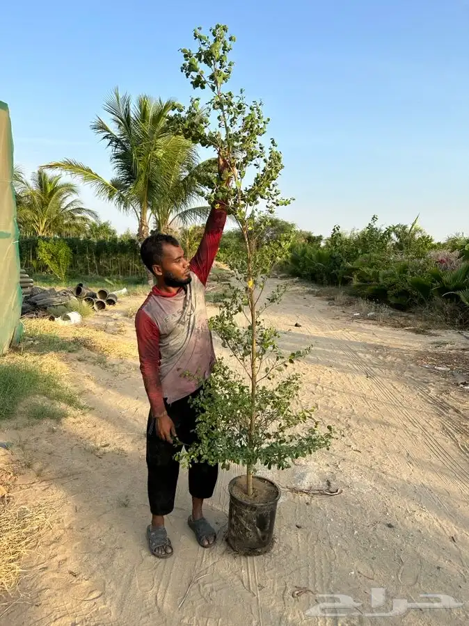 مشاتل جدة بيع فقط جملة 5