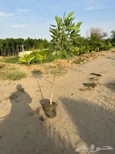 مشاتل جدة بيع فقط جملة 6