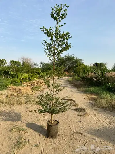 مشاتل جدة بيع فقط جملة 8