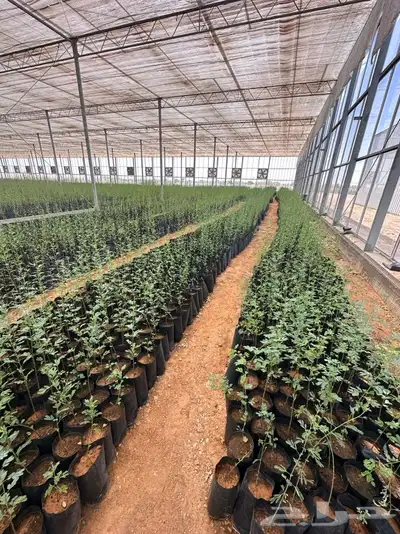 مشاتل جدة بيع فقط جملة 12