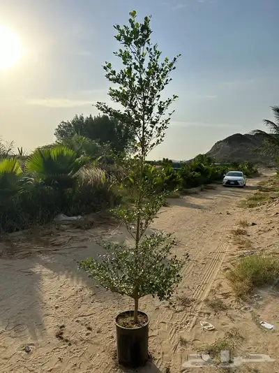 مشاتل جدة بيع فقط جملة 7