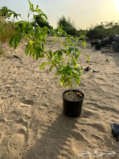 مشاتل جدة بيع فقط جملة 1