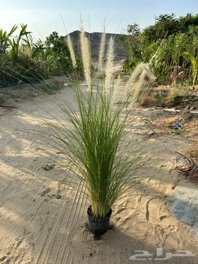 مشاتل جدة بيع فقط جملة 3