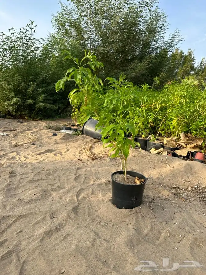 مشاتل جدة بيع فقط جملة 4
