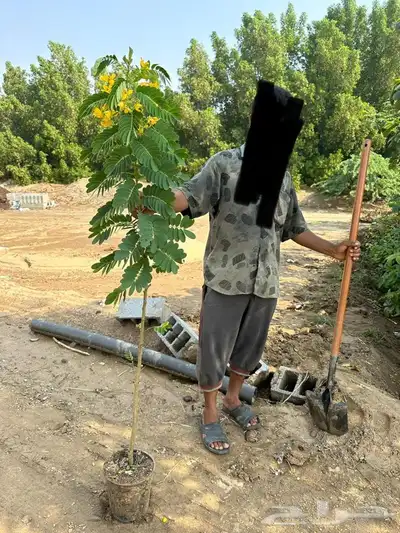 مشاتل جدة بيع فقط جملة 0