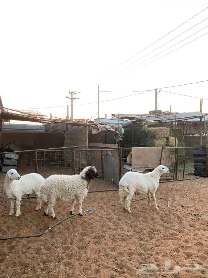 خرفان للبيع 0