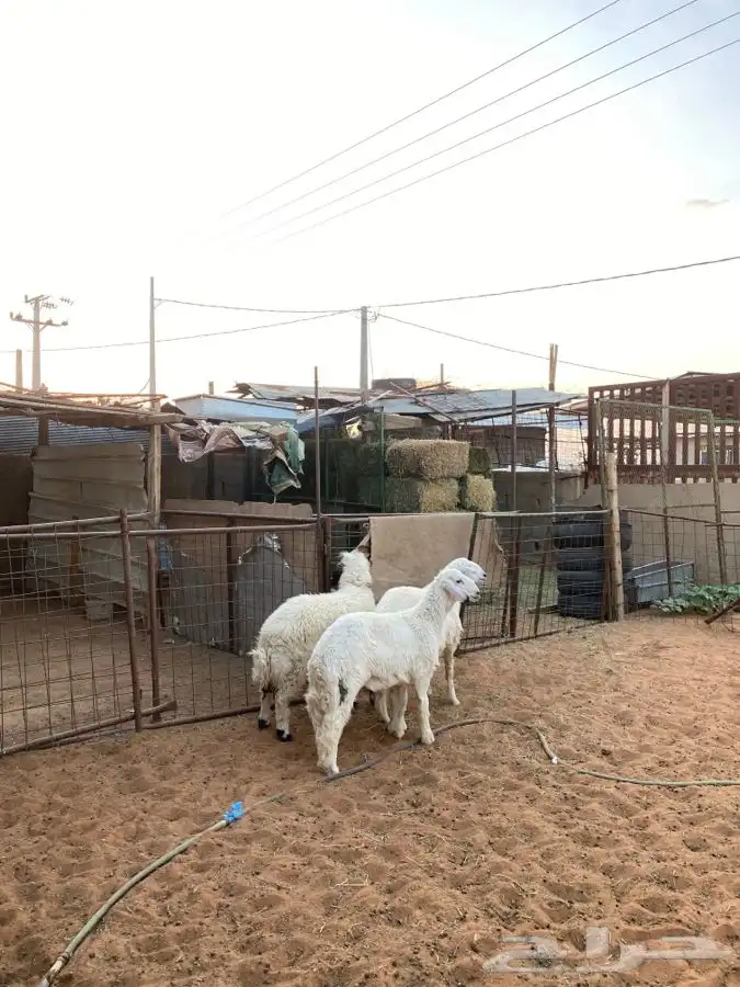 خرفان للبيع 6