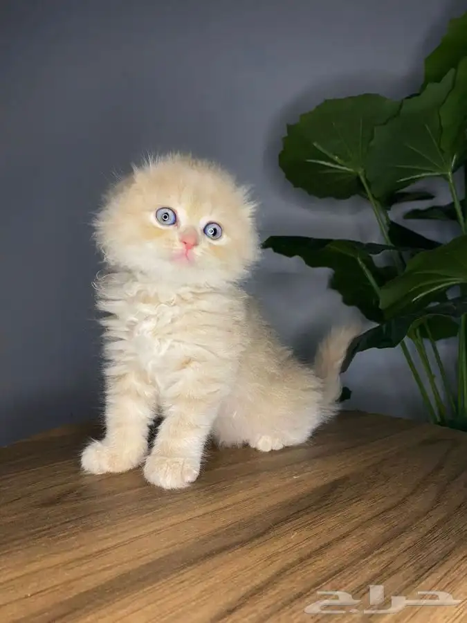 سكوتش فولد تربل للبييع 0
