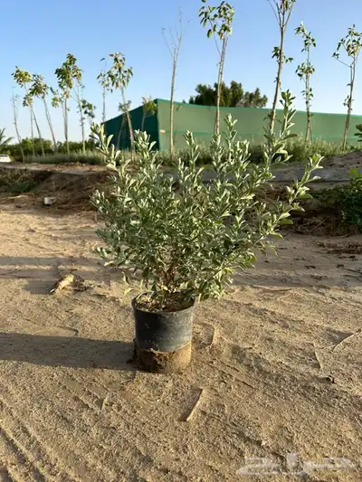 مشاتل جدة بيع فقط جملة 2