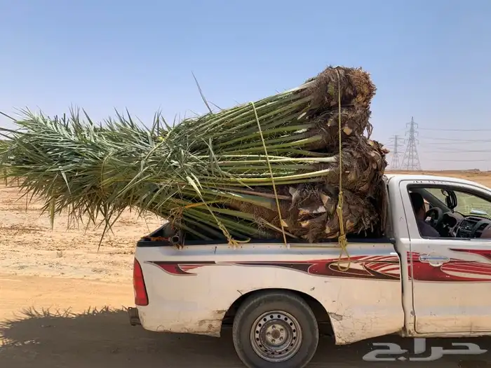 نخل خلاص ومجدول 1