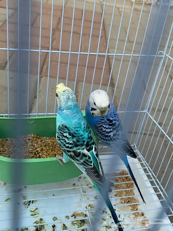 زوجين طيور الحب مع الفروخ 5