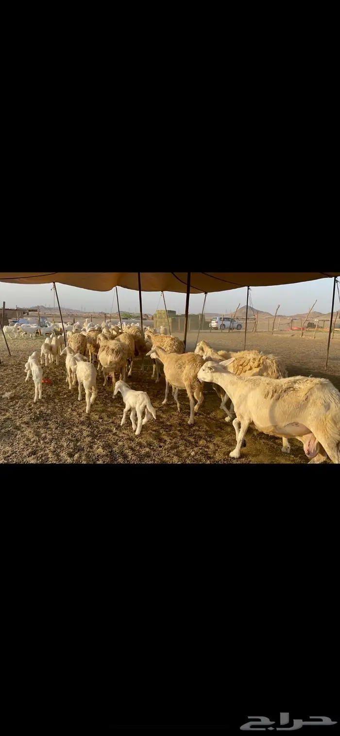 غنم حرية متابيع حرش 45 تحتها 45 بلفحل 0