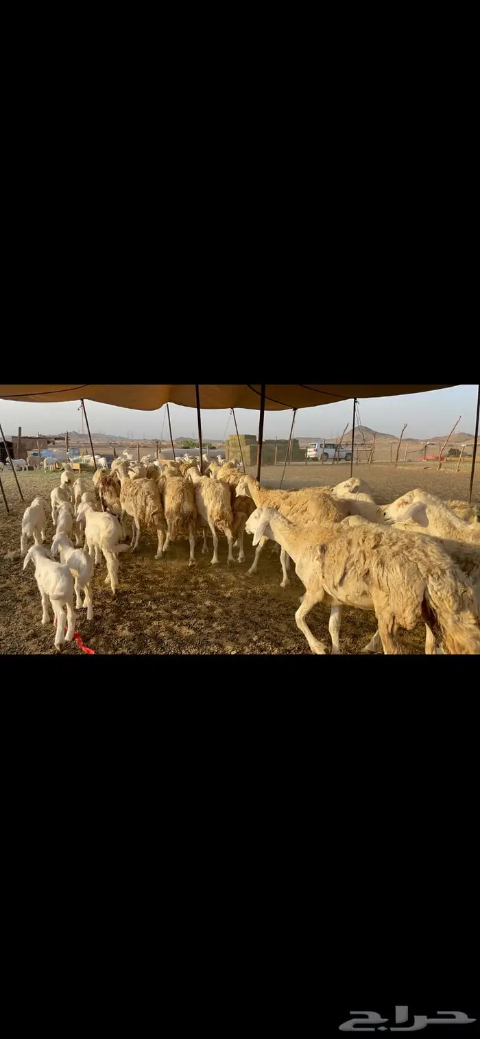 غنم حرية متابيع حرش 45 تحتها 45 بلفحل 2
